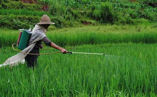 喷洒农药用家里地下井水好，还是河塘水好？